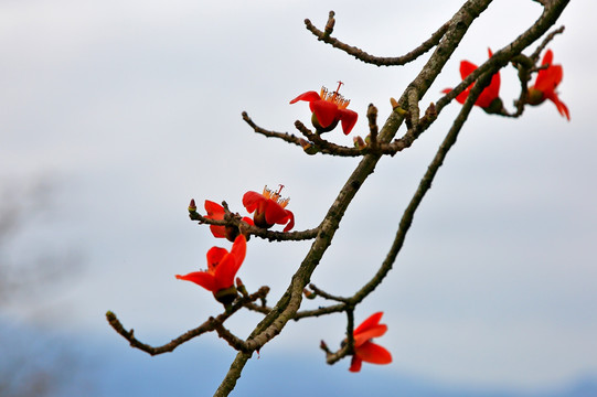 木棉花