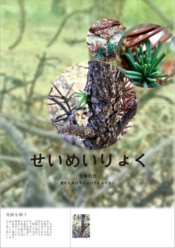 奇跡