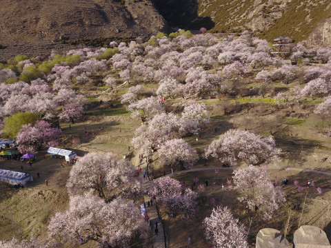 花树林