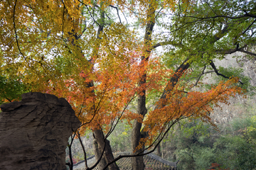 栖霞山红叶