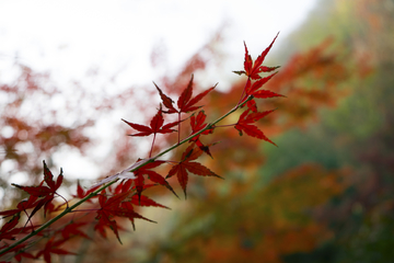 栖霞山红叶