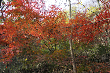 栖霞山红叶