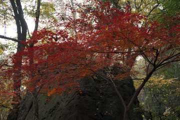 栖霞山红叶