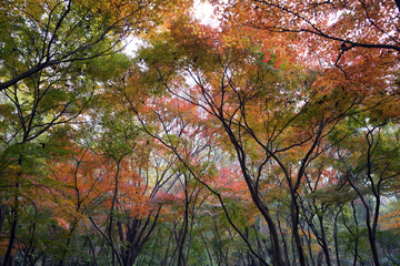 栖霞山红叶