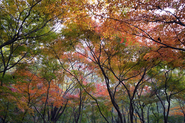 栖霞山红叶