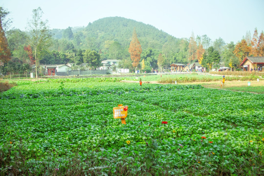 油菜地