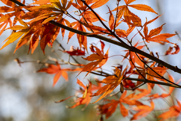 天平山赏枫进行时