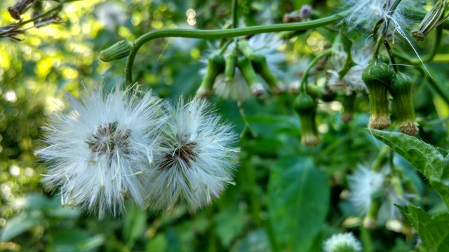 野草