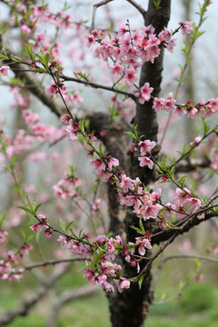 安徽芜湖无为桃花树