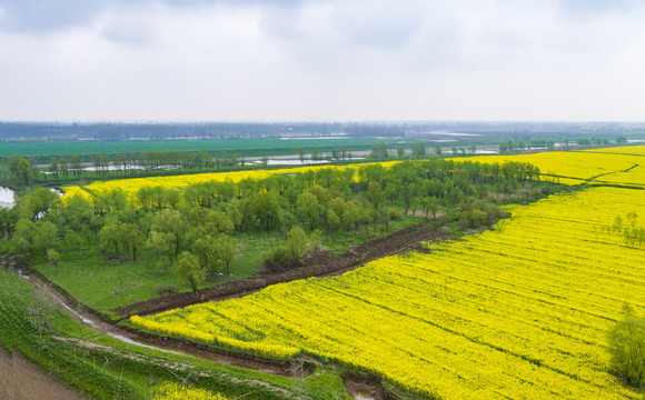 安徽芜湖无为县油菜花田旅游风光