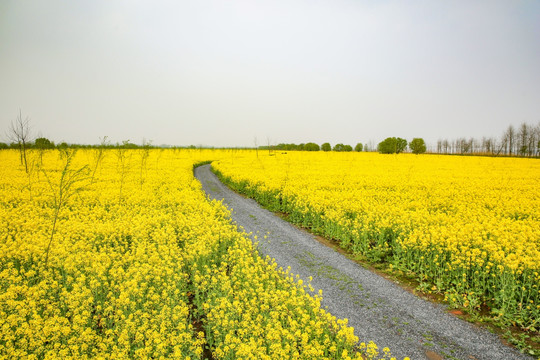 安徽芜湖无为县油菜花田旅游风光