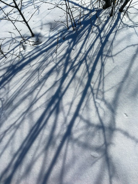 雪地中树枝影子