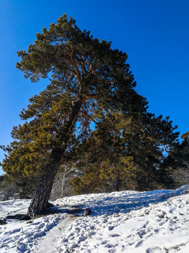 雪地里的樟子松