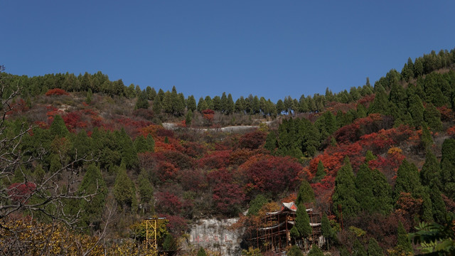 满山红叶