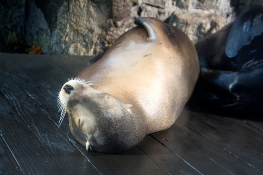 海狮