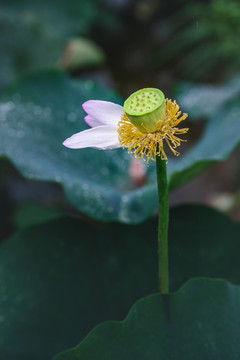 荷花