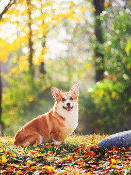 柯基犬