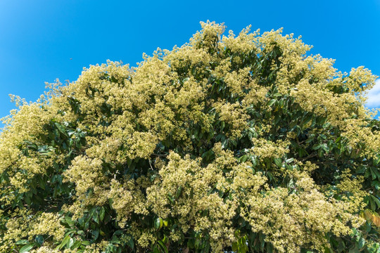 荔枝花开满枝