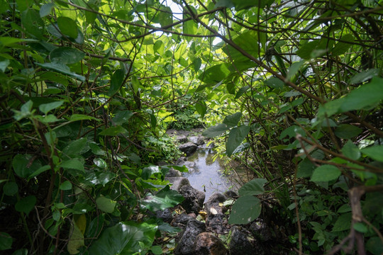 海南定安火山冷泉乡村公园