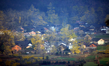 乡村银杏树