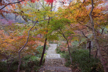 栖霞山红叶