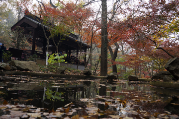 栖霞山红叶