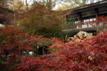 栖霞山红叶