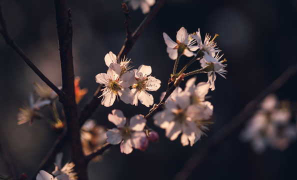 樱花