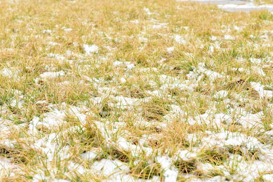 雪地里的小草