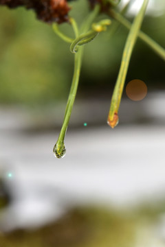 松针水滴