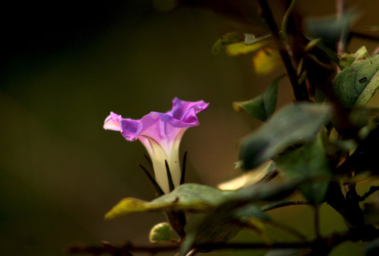 牵牛花