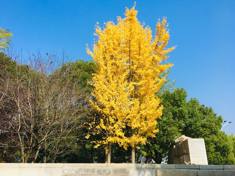 金黄的银杏树