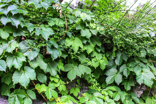 植物背景墙