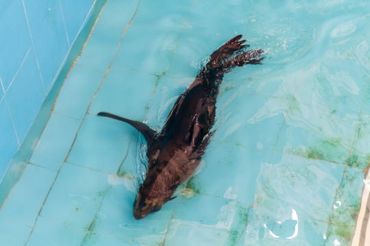 钦州三娘湾海豚科普体验馆海狗