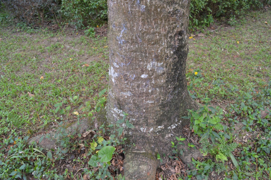 加椰芒树干树根