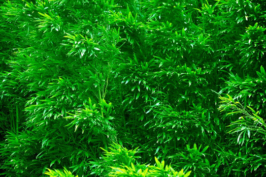 竹子竹節(jié)竹葉