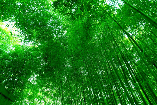 竹林