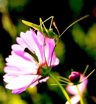 格桑花