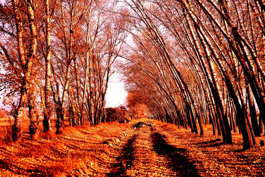 秋天的乡间小路