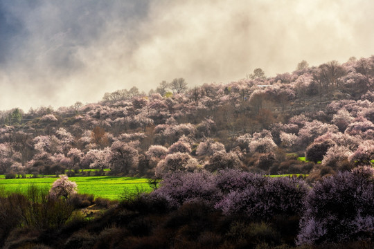 林芝桃花