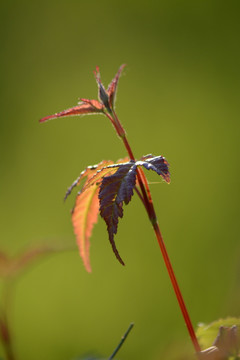 枝芽