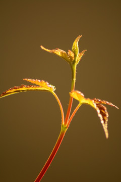 枝芽