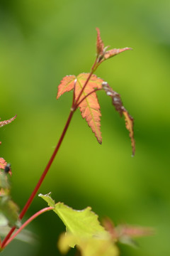 枝芽