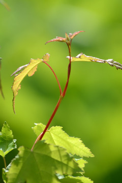 枝芽