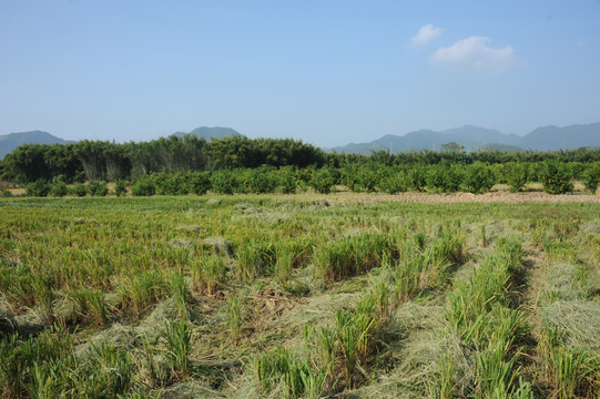 田园风光