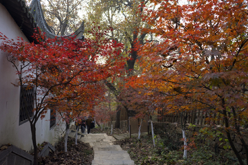 栖霞山红叶