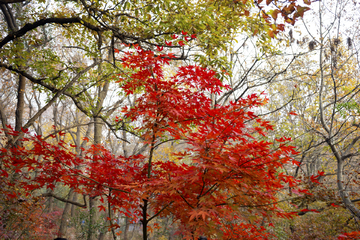 栖霞山红叶