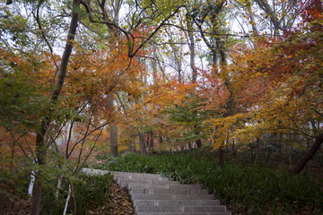 栖霞山红叶