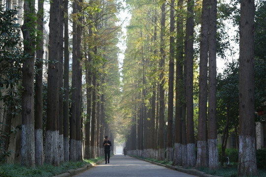 杉树林秋景