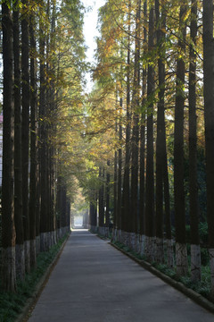 杉树林秋景